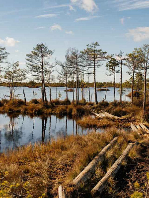 Болото «Ельня»