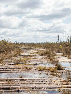 Болото «Ельня»