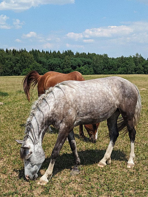 Музеи под открытым небом недалеко от Минска: где почувствовать настоящую Беларусь