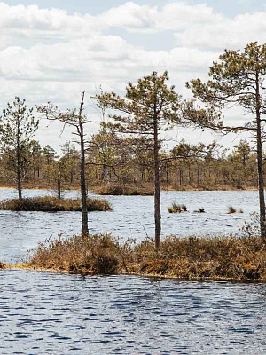 Болото «Ельня»