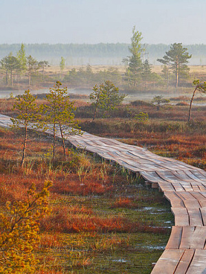 Болото «Ельня»