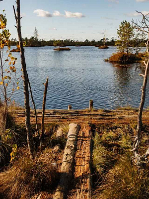 Болото «Ельня»