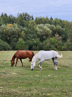 Музеи под открытым небом недалеко от Минска: Дудутки